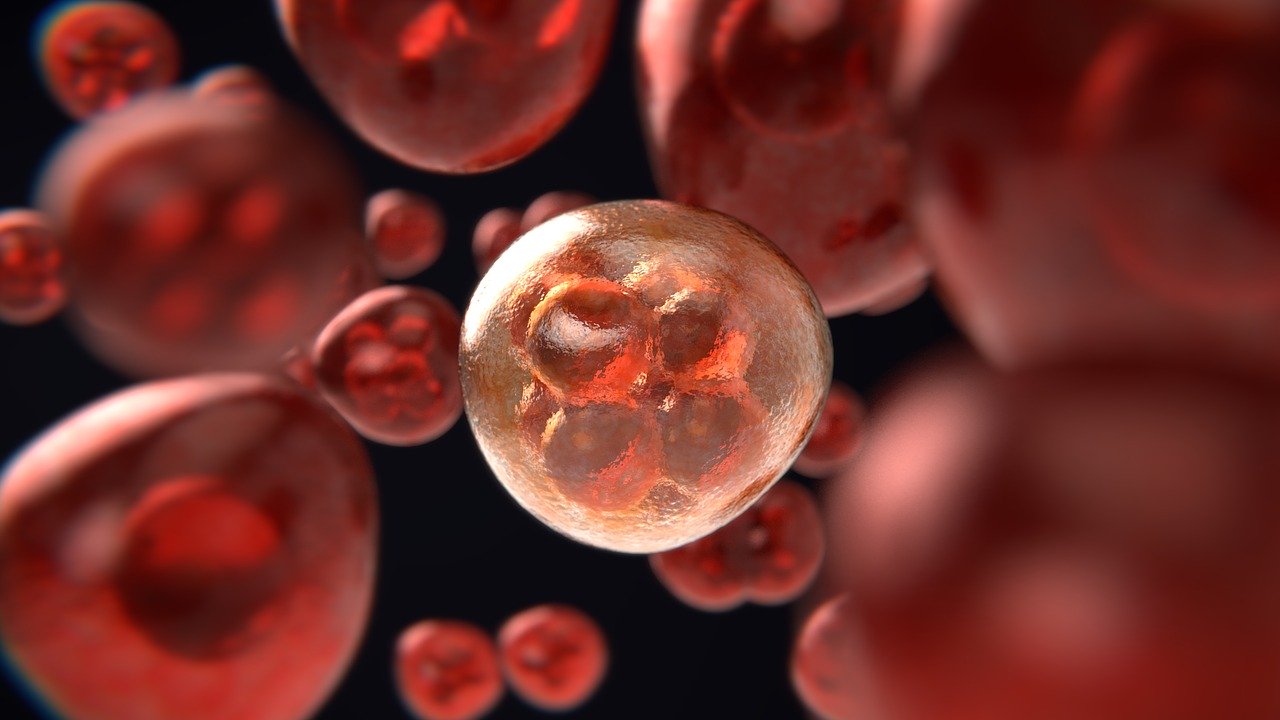 幹細胞とは？２つの能力、３つの分類を徹底解説！