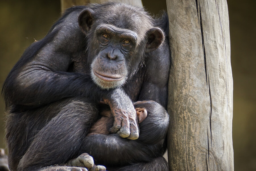 ジャンクDNAとは？人とチンパンジーを使った研究について解説