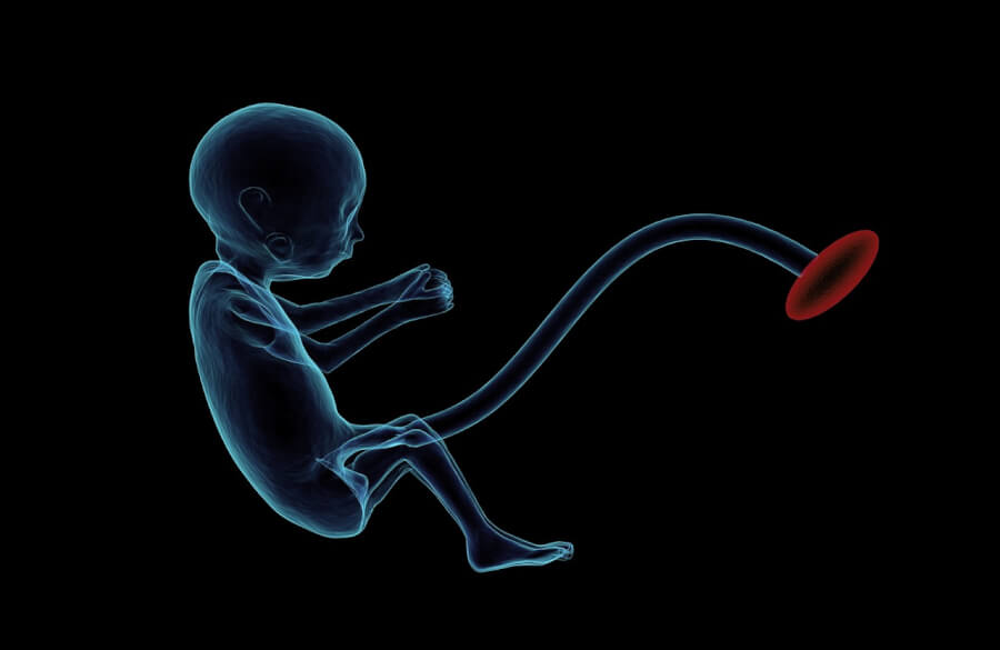 受精卵から胎盤が生まれる仕組み、東北大学などが解明