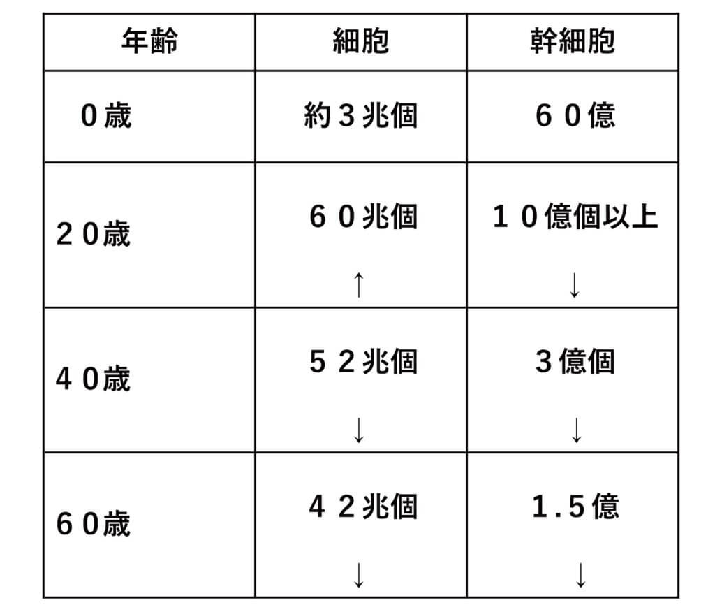 人体 の 細胞 の 数